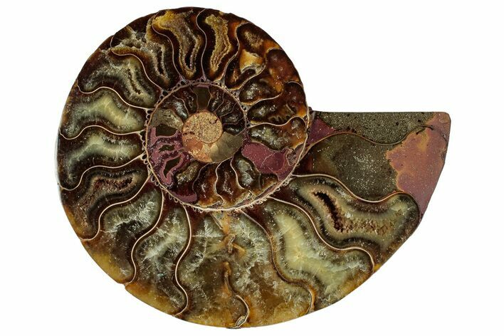 Cut & Polished Ammonite Fossil (Half) - Madagascar #329159